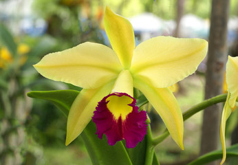  yellow orchid in the garden