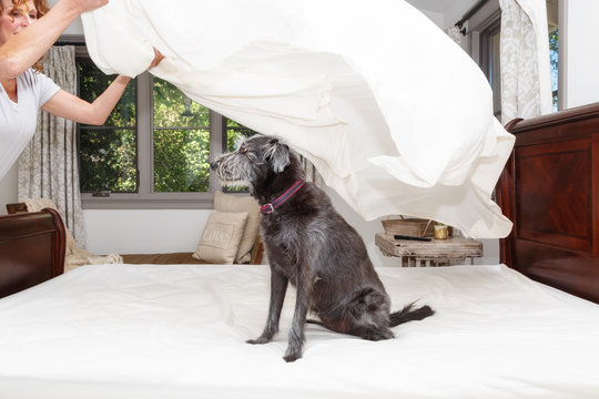 Woman Changing Sheets With Dog On Bed