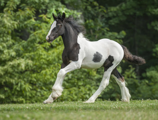 Obraz na płótnie Canvas Gypsy Vanner Horse weanling filly 