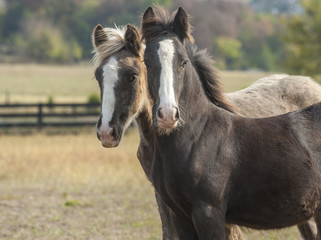 Obraz premium Gypsy Vanner Horse weanlings in pasture