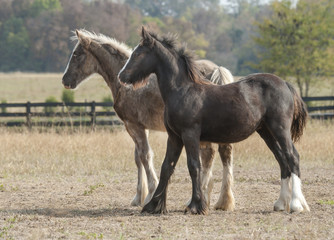 Fototapeta premium Gypsy Vanner Horse weanlings in pasture