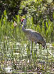 Sandhill Crane tending nest with two eggs, situated in marsh.
