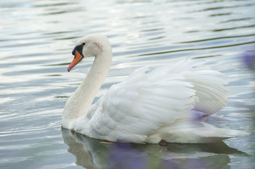 white swan swimming in pond