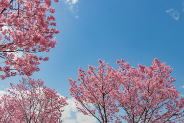 新横浜公園の桜