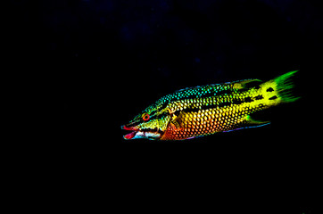 Fototapeta premium Mexican Hogfish (Bodianus diplotaena). reefs of the Sea of Cortez, Pacific ocean. Cabo Pulmo, Baja California Sur, Mexico. The world's aquarium.