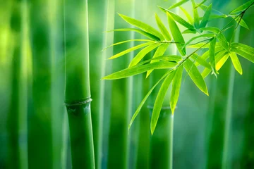 Crédence de cuisine en verre imprimé Bambou Foret de bambou