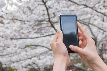 スマホで桜を撮影する人