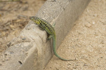 Lizard