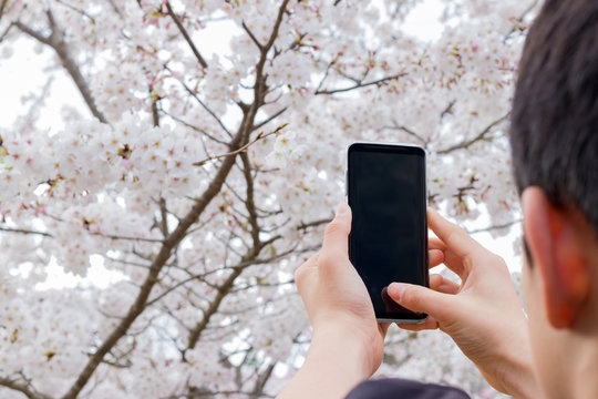 スマホで桜を撮影する人