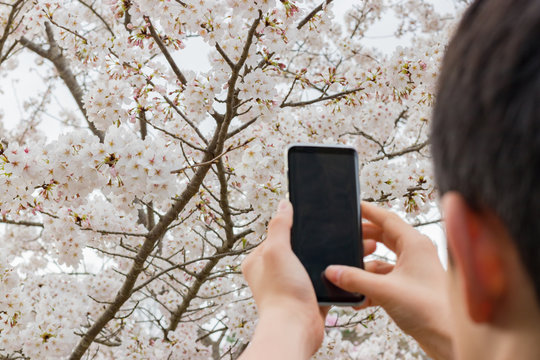 スマホで桜を撮影する人