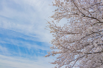 Fototapeta na wymiar 新横浜公園の桜