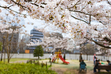 新横浜公園の桜