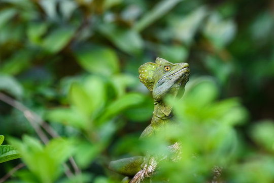 Close up portrait of a juvenile iguana in the lush green rain forest, Costa Rica
