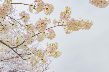 新横浜公園の桜