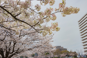 新横浜公園の桜