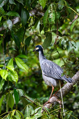 Funny portrait of a heron perched on a branch with a long stream of poop, rainforest of Costa Rica
