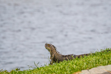 Portrait of an iguana standing watch on the bank of the Tortuguero River, Costa Rica
