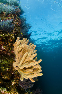 Coral reef scenics of the Sea of Cortez, Baja California Sur, Mexico. 