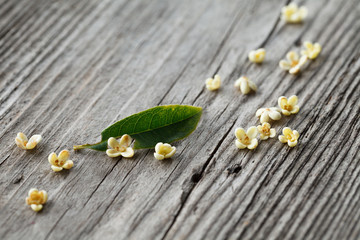 Osmanthus and leaf on wooden board