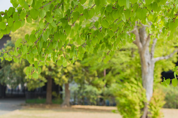 新緑イメージ　新横浜公園