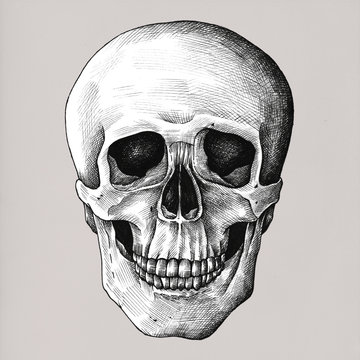 Hand drawn skull isolated on background