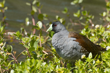 Spot Flanked Gallinule
