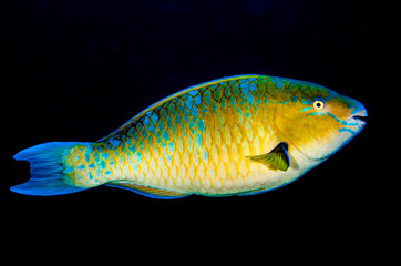 Fototapeta premium parrotfish, feeding in a shipwreck at night. reefs of the Sea of Cortez, Pacific ocean. Cabo Pulmo, Baja California Sur, Mexico.