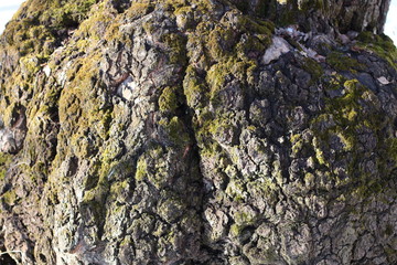 Large outgrowth in the base of the tree trunk
