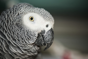 Naklejka premium Close up of an African Grey Parrot