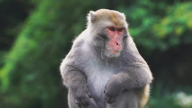 Wild Formosan rock macaque sitting on the top of the tree, Taiwan