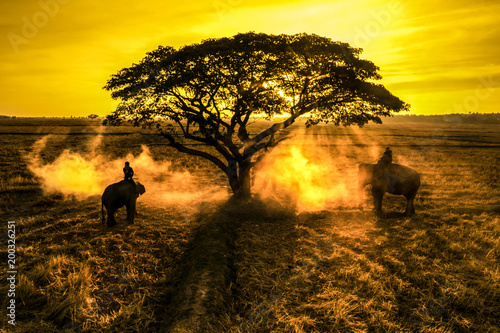 Mahout Riding An Elephant On The Sunsetsurinthailand - 