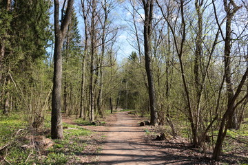 Asphalt footpath in the spring forest
