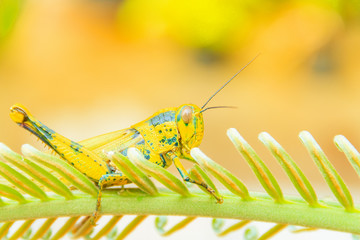 grasshopper yellow on branch of trees with copy space add text select focus with shallow depth of field.