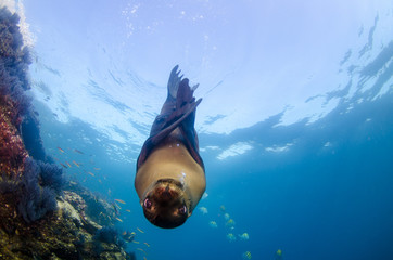Californian sea lion (Zalophus californianus) swimming and playing in the reefs of los islotes in Espiritu Santo island at La paz,. Baja California Sur,Mexico.