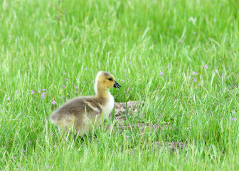 Canada goose goslings eating in green grass. Canada geese frequently establish breeding colonies in urban and cultivated areas, which provide food and few natural predators