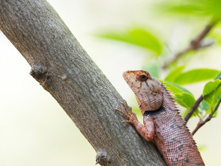 Close up of Calotes versicolor Daudin, Oriental garden lizard, Eastern garden lizard, Changeable...