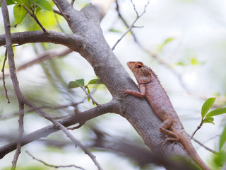 Close up of Calotes versicolor Daudin, Oriental garden lizard, Eastern garden lizard, Changeable...