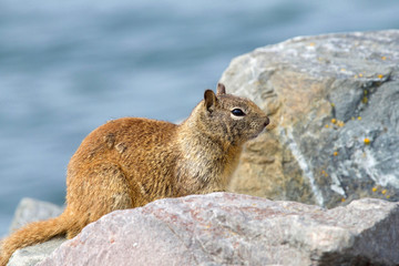One brown ground squirrel crouched in coastal rocks. California ground squirrels are often regarded as a pest in gardens and parks, since they will eat ornamental plants and trees.