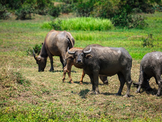 Fototapeta premium Thailand's water buffalo on grass field at noon. selective focus