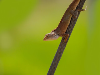 Close up of Calotes versicolor Daudin, Oriental garden lizard, Eastern garden lizard, Changeable lizard