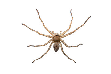 Close-up photo of asian wolf spider isolated on white background.