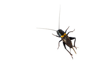Gryllidae , Cricket isolated on white background.
