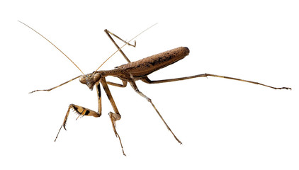 Closeup image of brown mantis. Mantis isolated with clipping path on white background. Soothsayer...