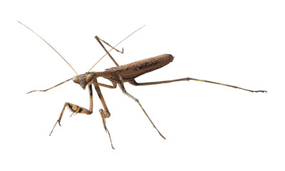 Closeup image of brown mantis. Mantis isolated with clipping path on white background. Soothsayer...