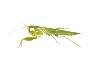 Green mantis isolated on white background with clipping path