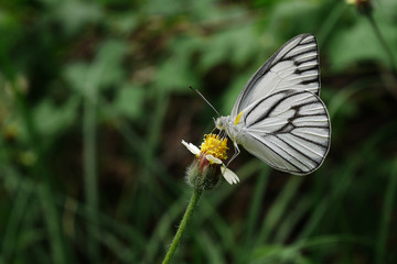 Closeup white butterfly (Prioneris philonome) on flower(Coatbuttons. Mexican daisy) blurred background.