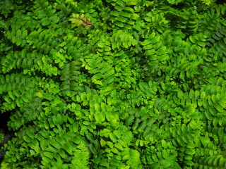Top view fresh green small long zigzag border leaf, black branch, tropical fern plant (Adiantum trapeziforme) dense bush field, with some yellow withered shoot, dark night background