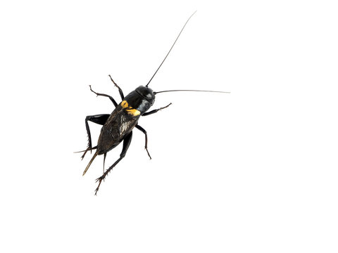 Cricket Black insect backside isolated on white background