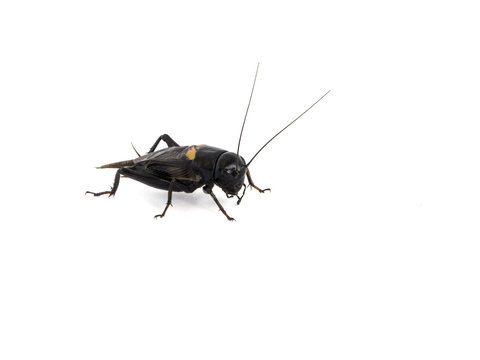 Cricket Black insect backside isolated on white background