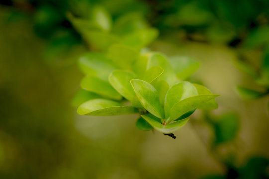 Nature